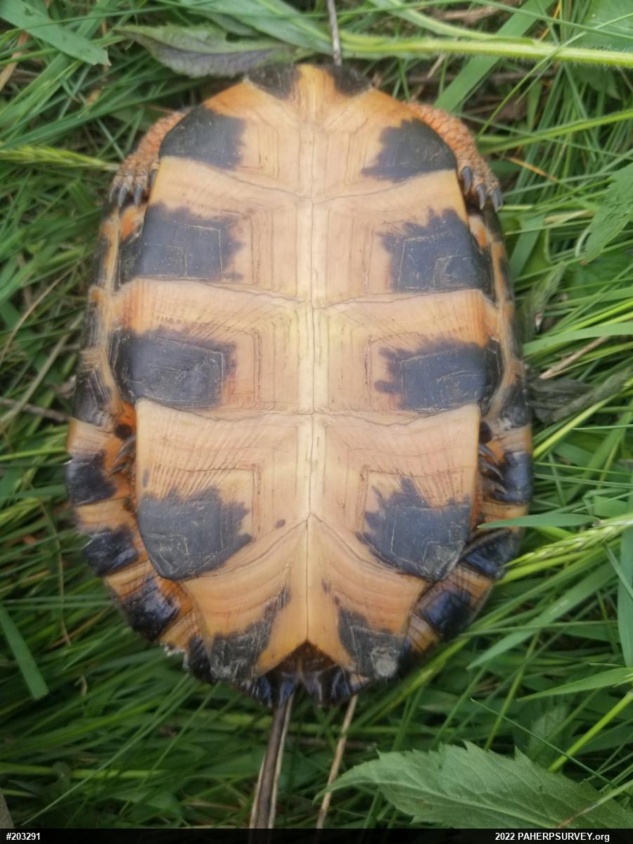 Wood Turtle