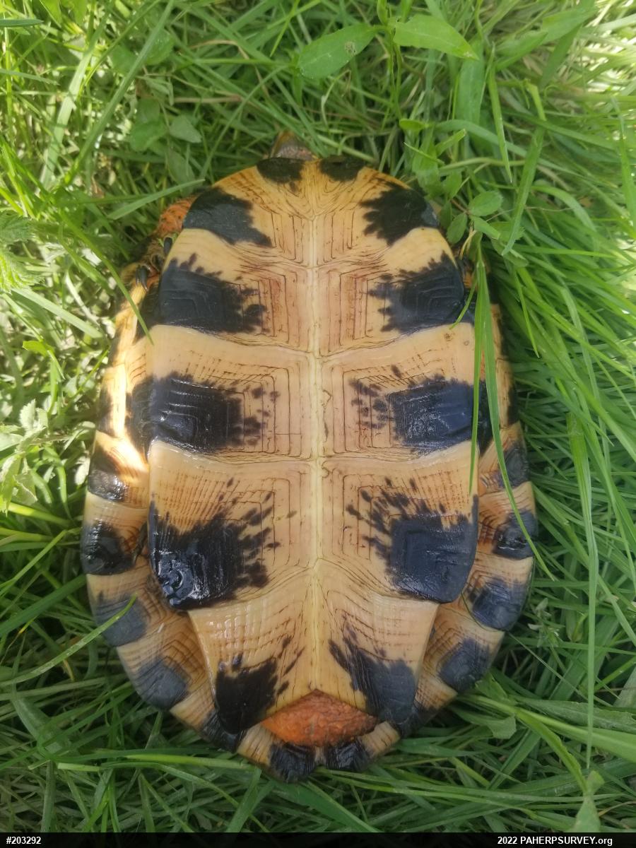 Wood Turtle