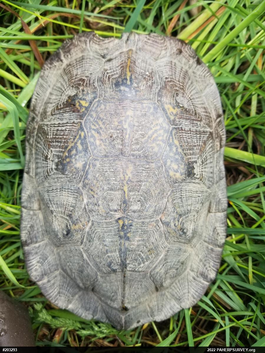 Wood Turtle