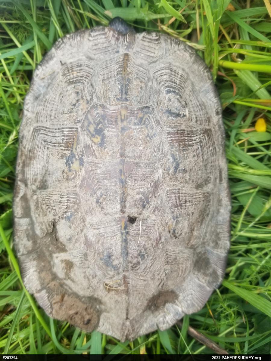 Wood Turtle