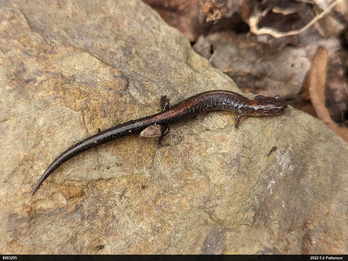 Eastern Red-backed  Salamander