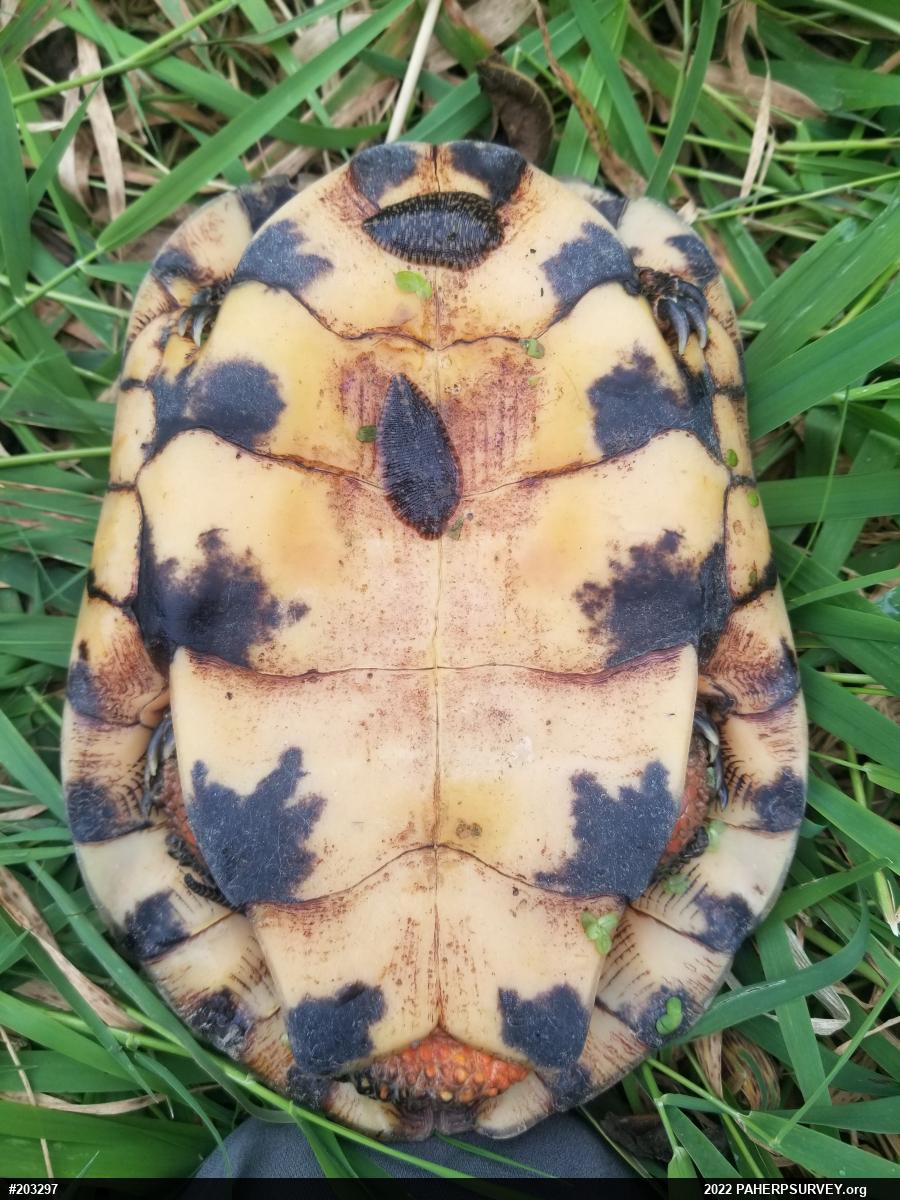 Wood Turtle