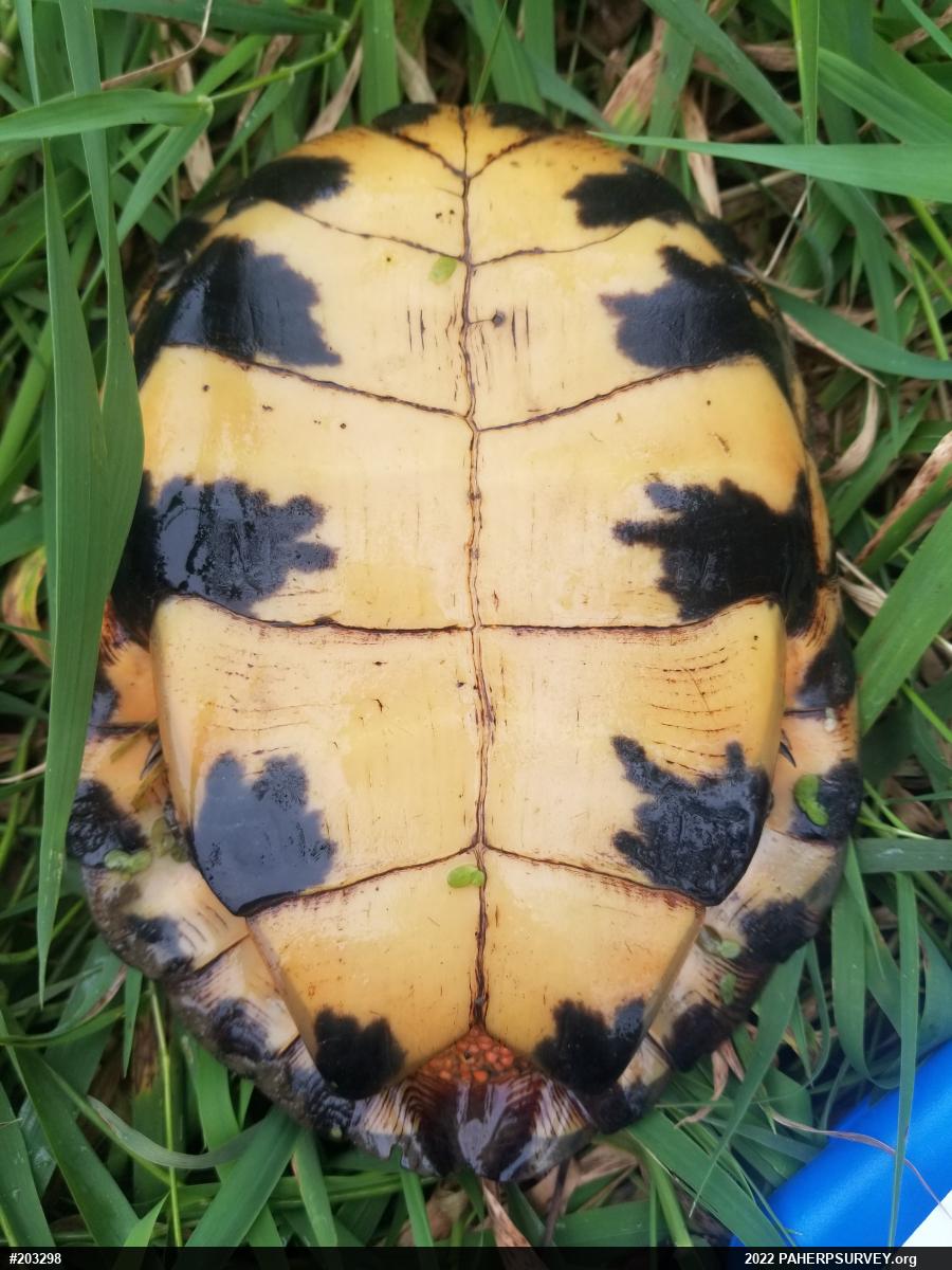 Wood Turtle