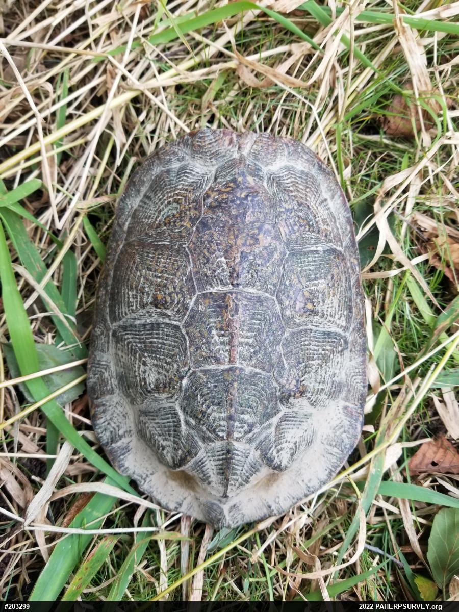 Wood Turtle