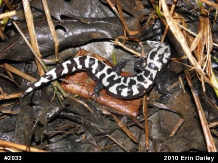 Marbled Salamander