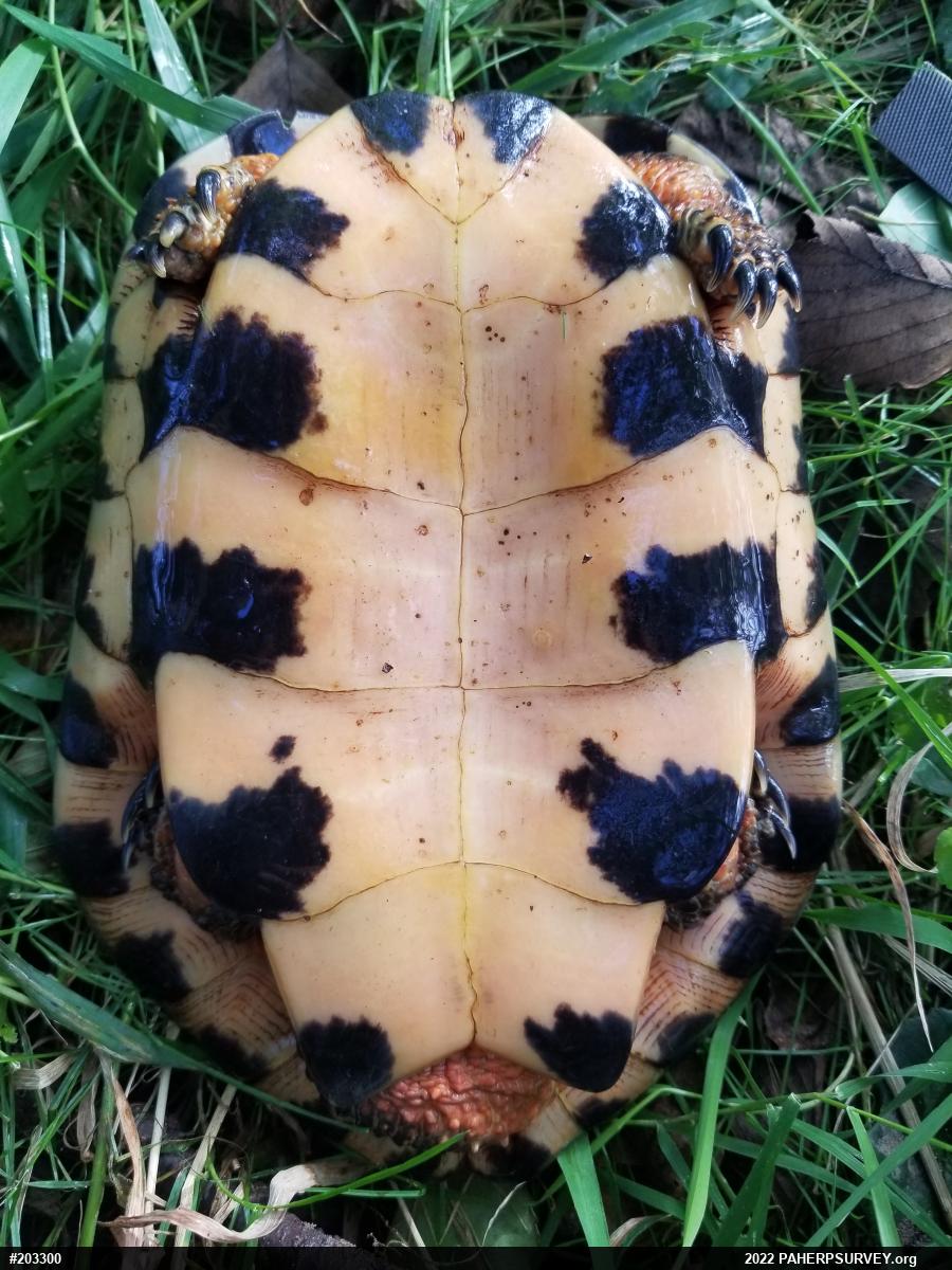 Wood Turtle