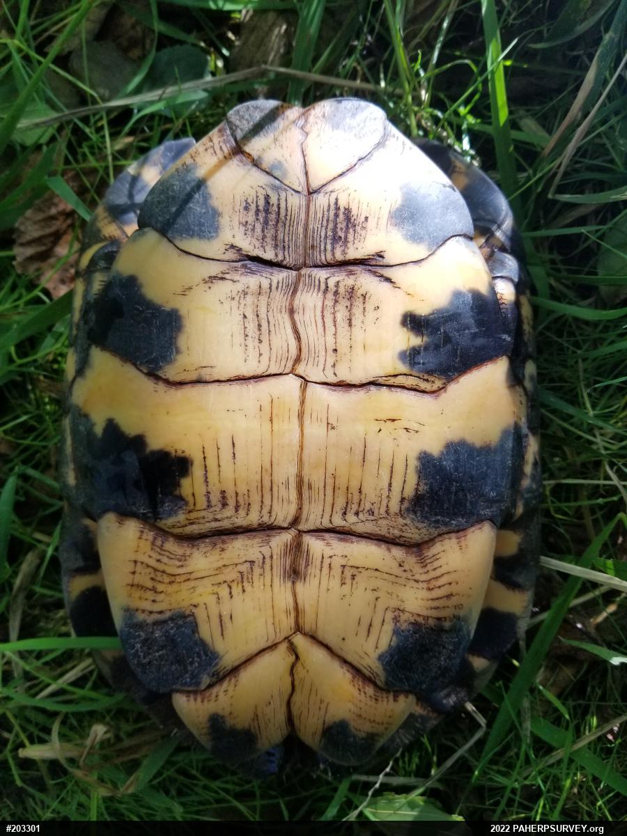 Wood Turtle