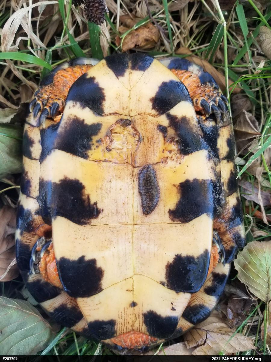 Wood Turtle