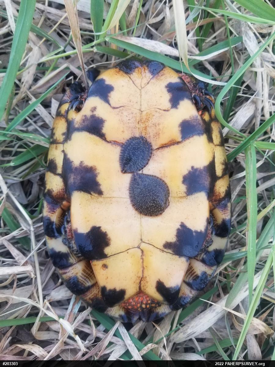 Wood Turtle