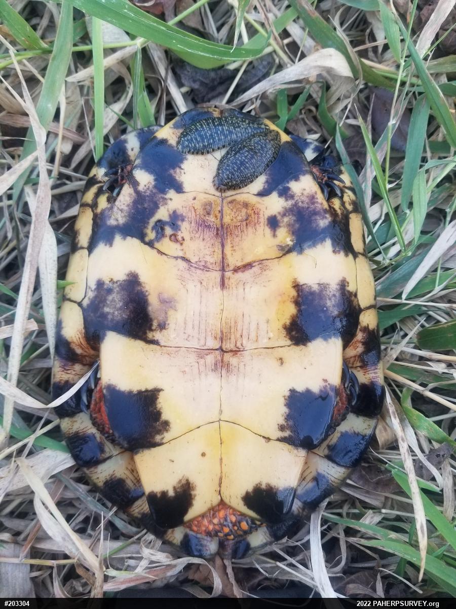 Wood Turtle