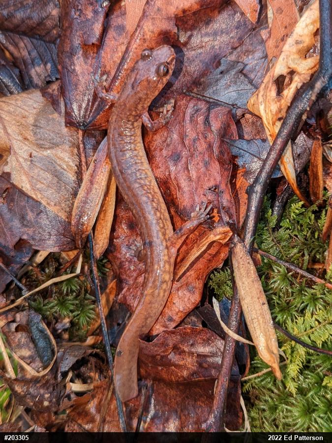 Northern Spring Salamander