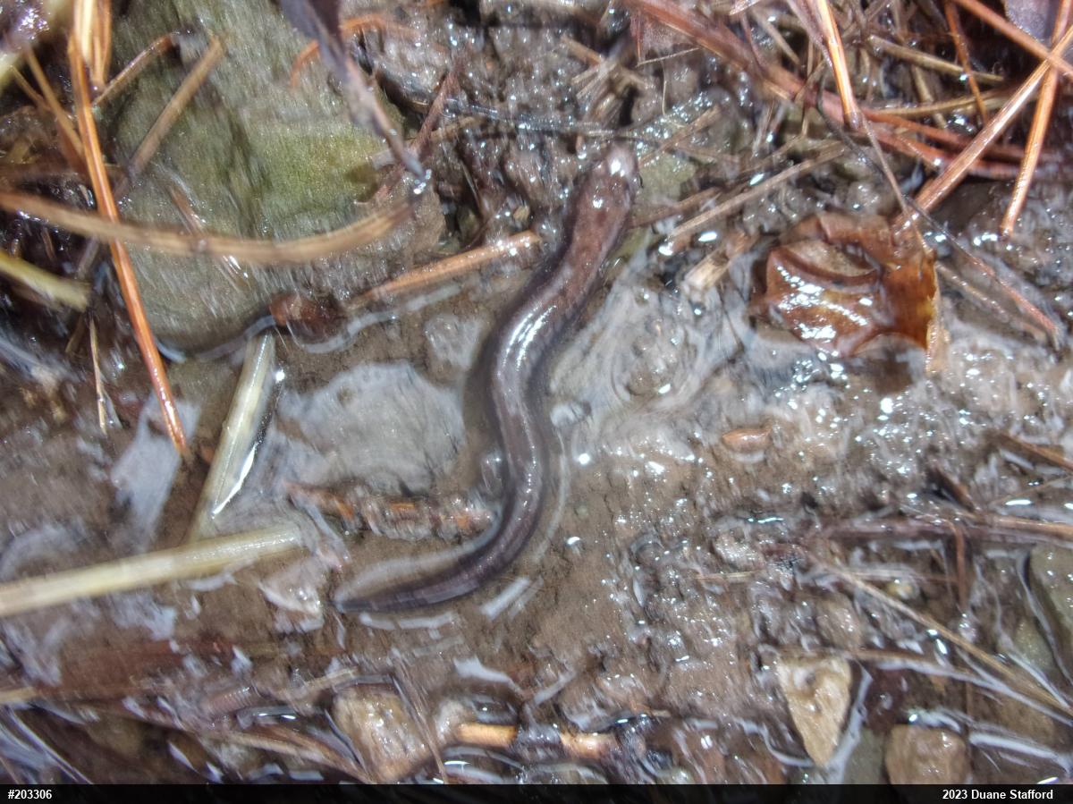 Allegheny Mountain Dusky Salamander