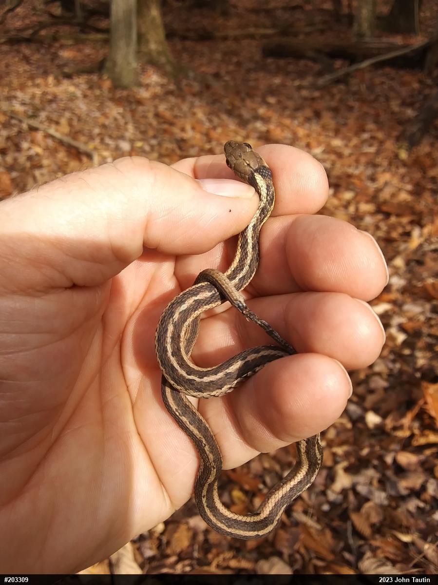 Eastern Gartersnake