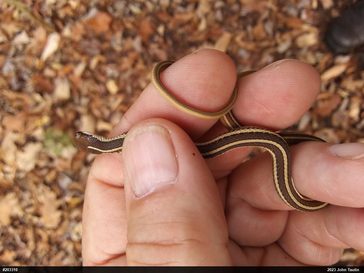 Eastern Ribbonsnake