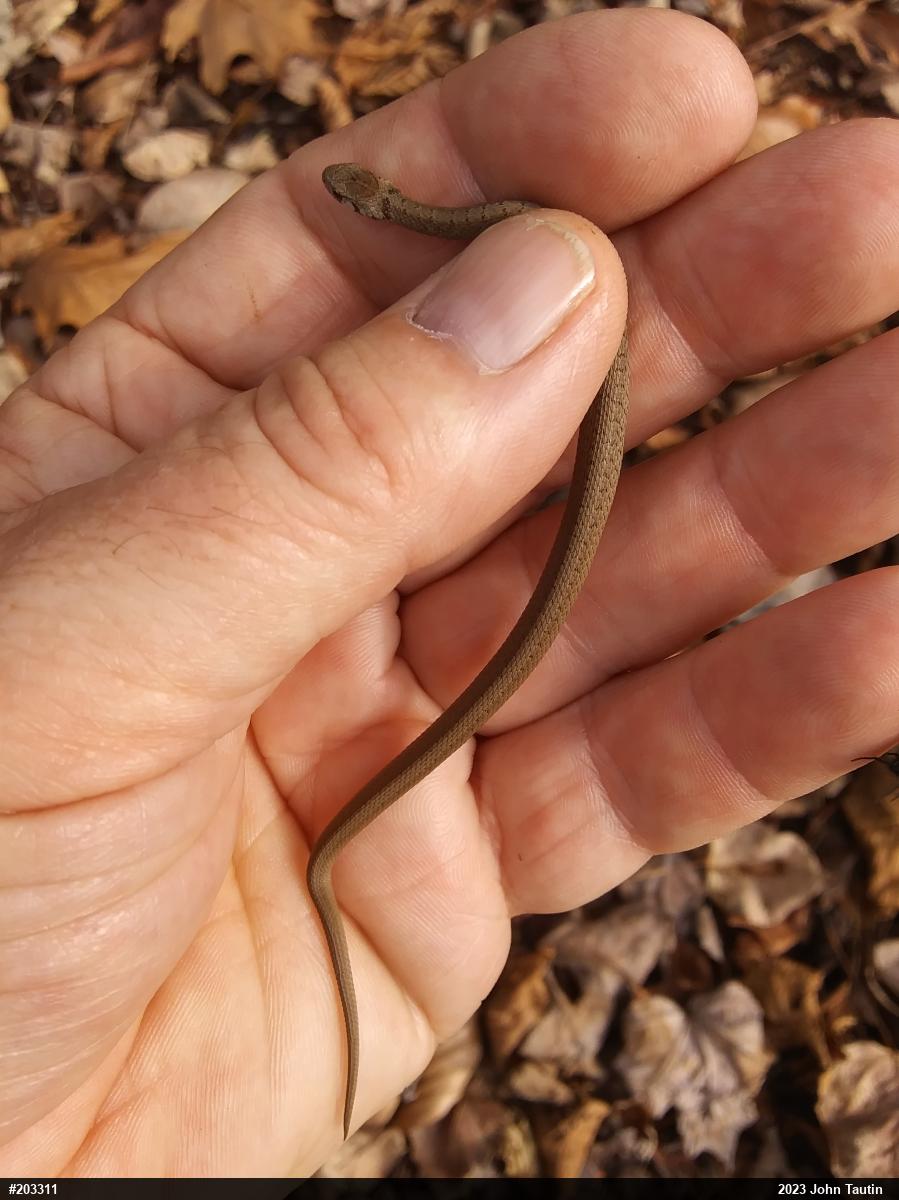 Dekay's Brownsnake