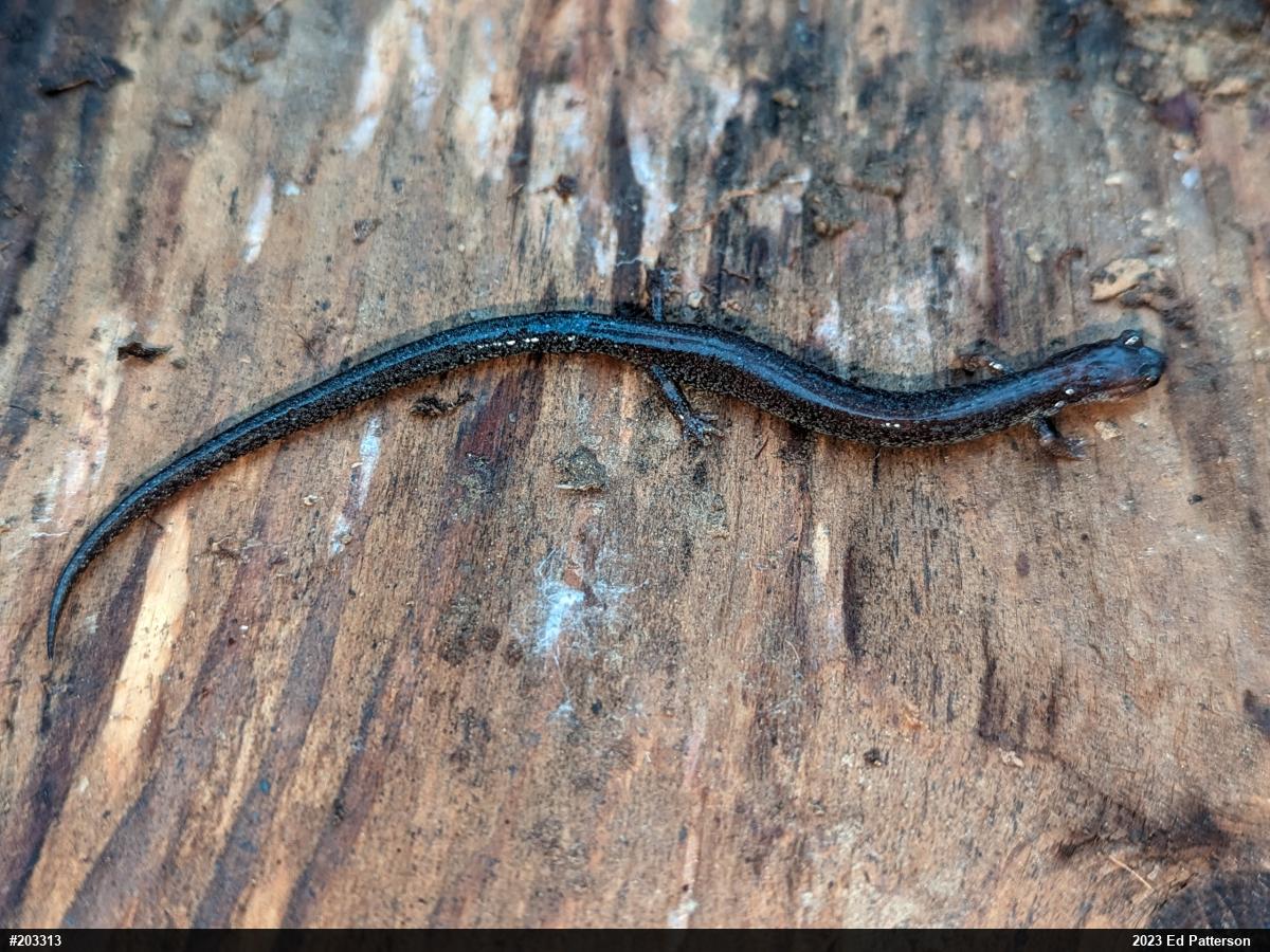 Valley And Ridge Salamander