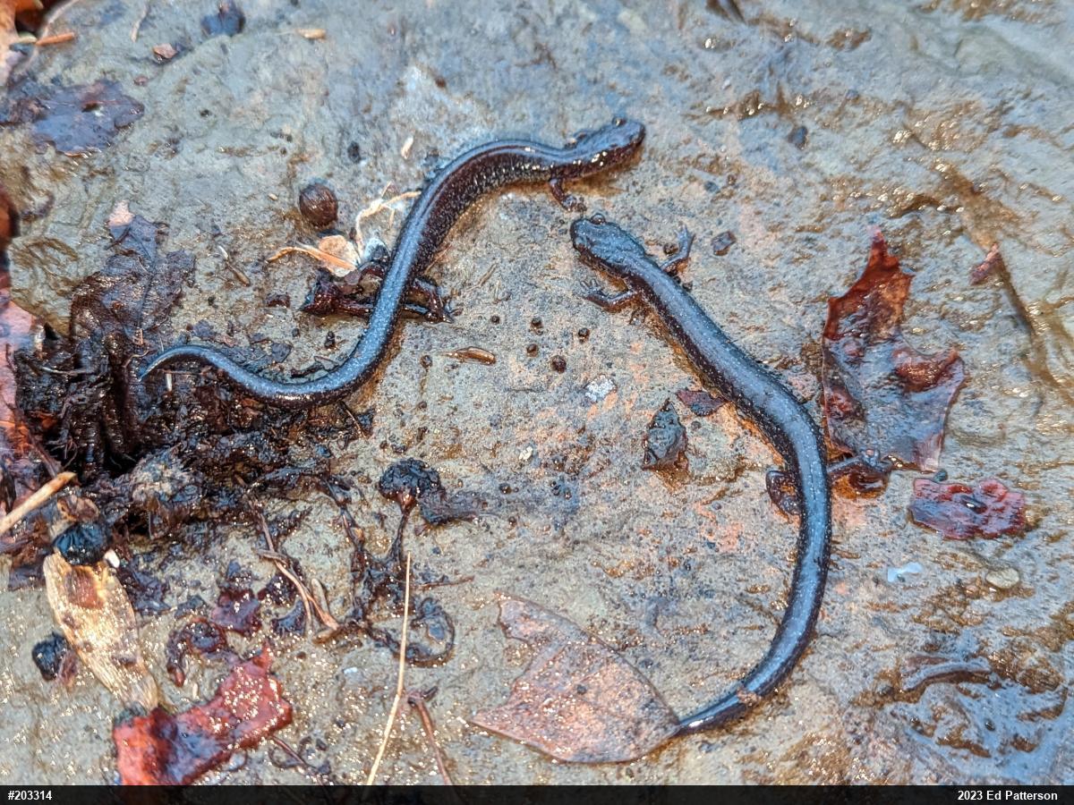 Valley And Ridge Salamander
