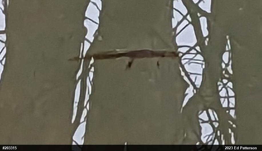 Red-spotted Newt