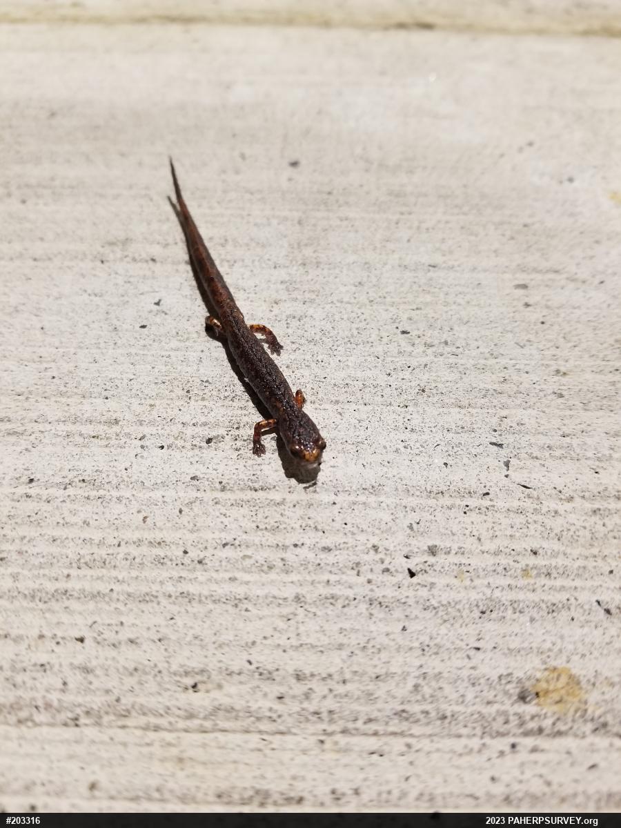 Four-toed Salamander