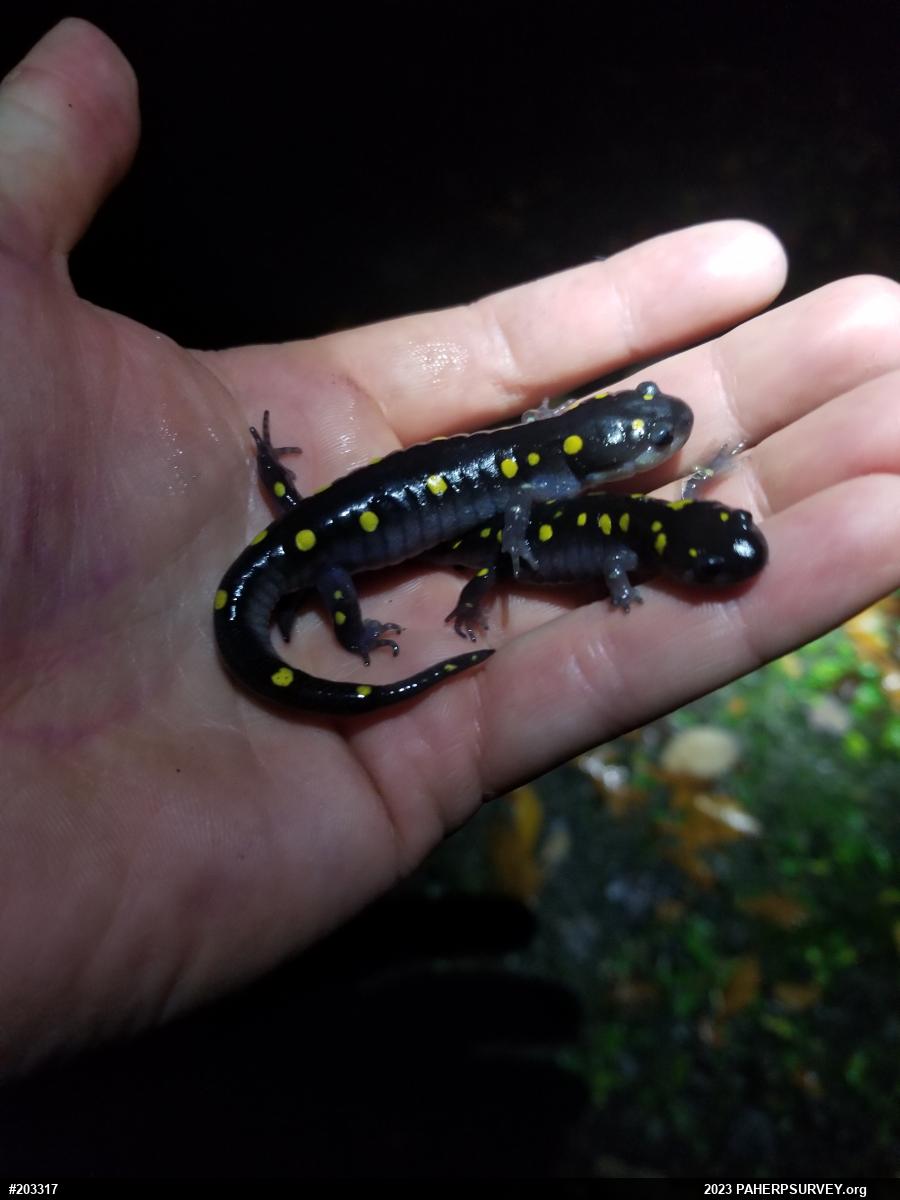 Spotted Salamander