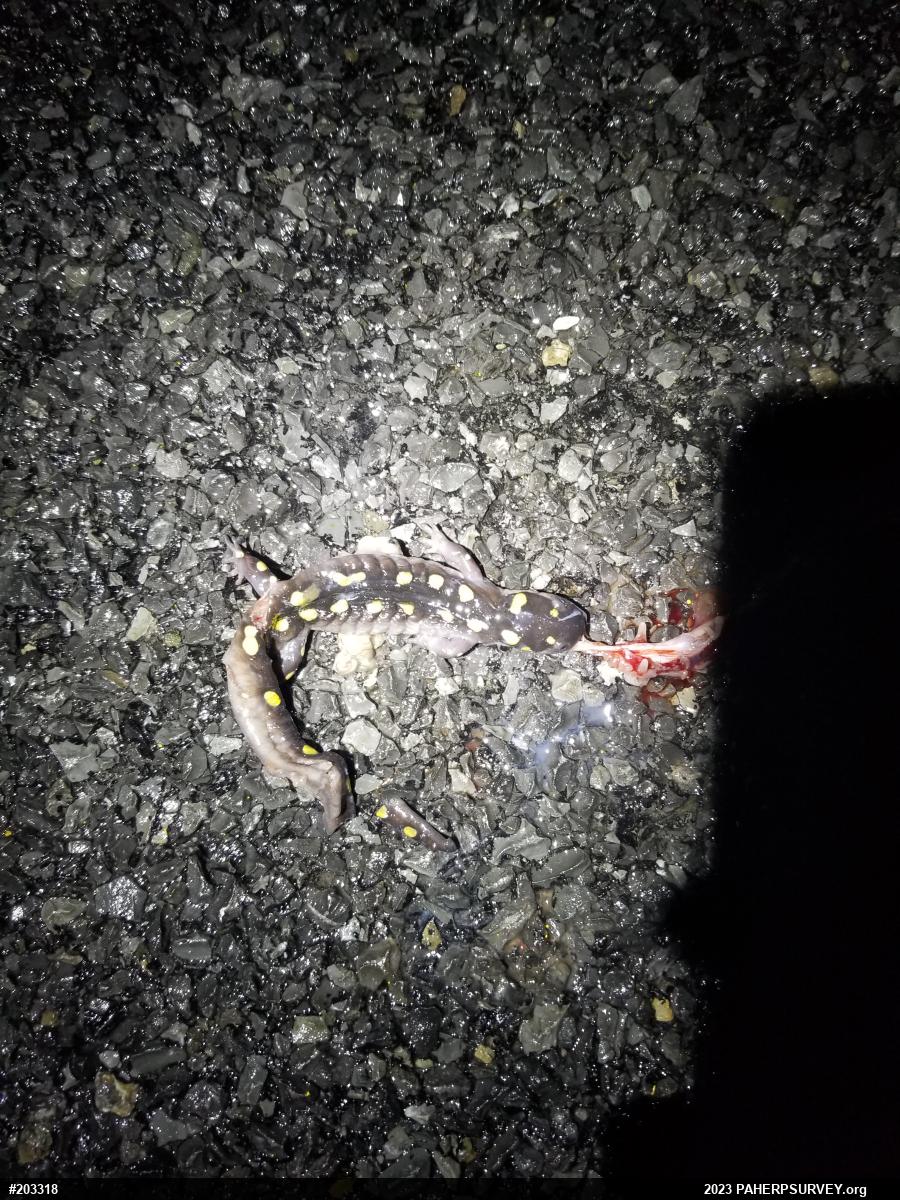 Spotted Salamander