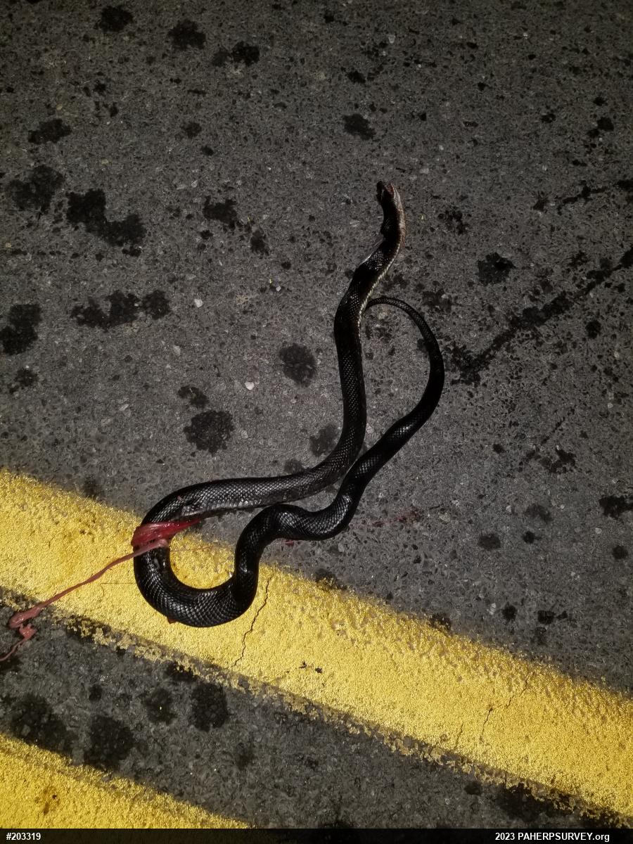 Eastern Ratsnake