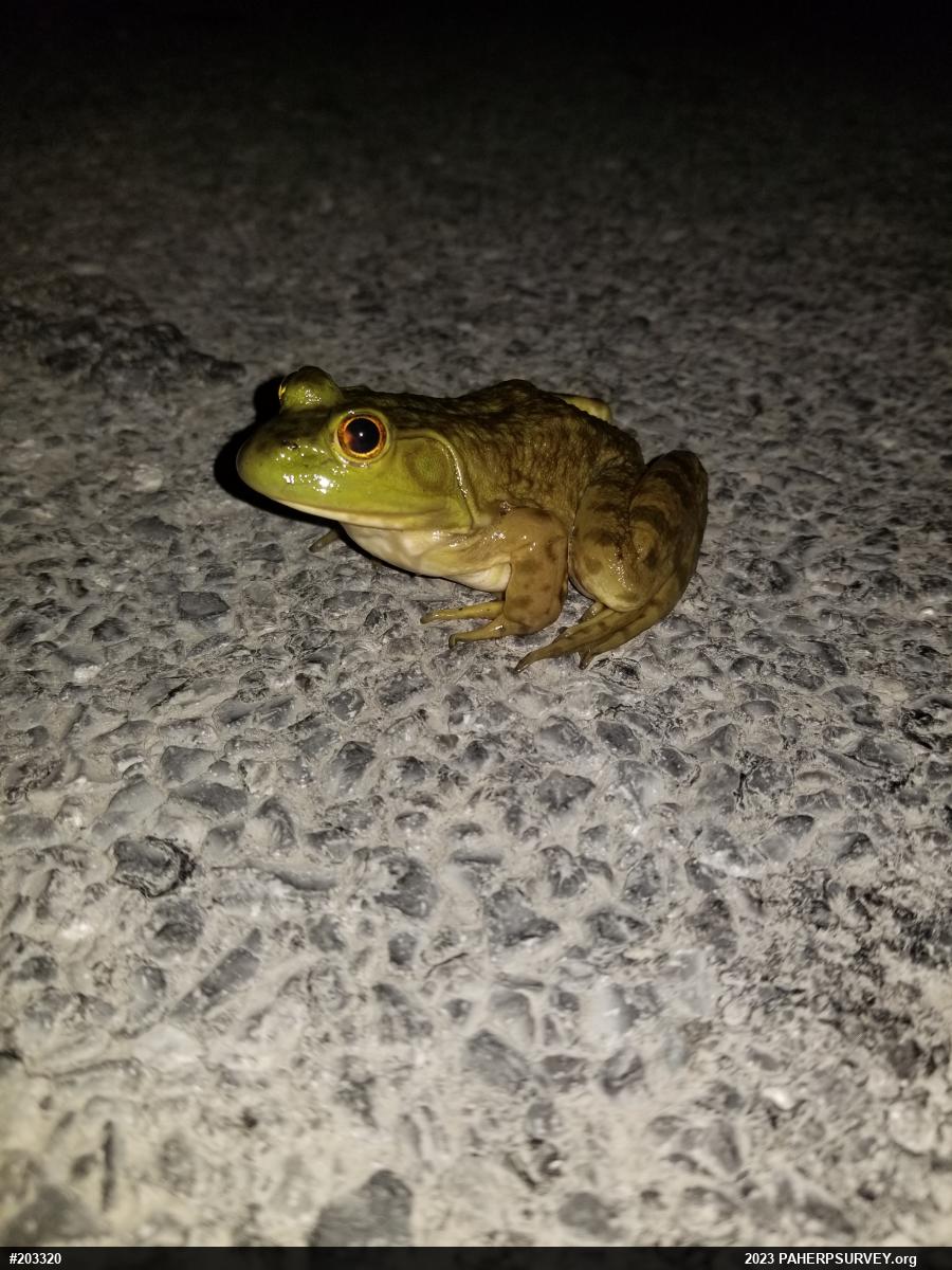 American Bullfrog