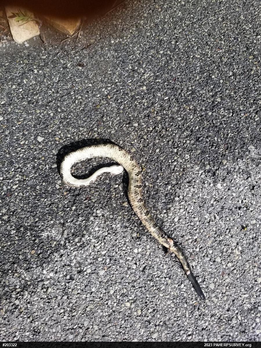 Timber Rattlesnake