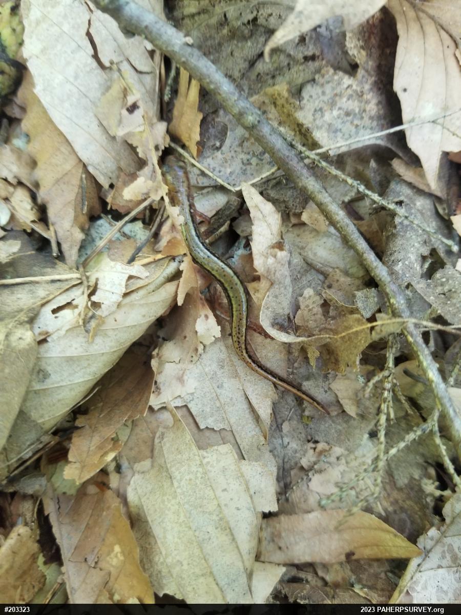 Northern Two-lined Salamander