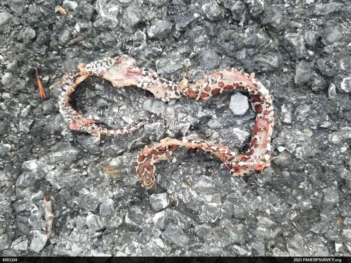 Eastern Milksnake