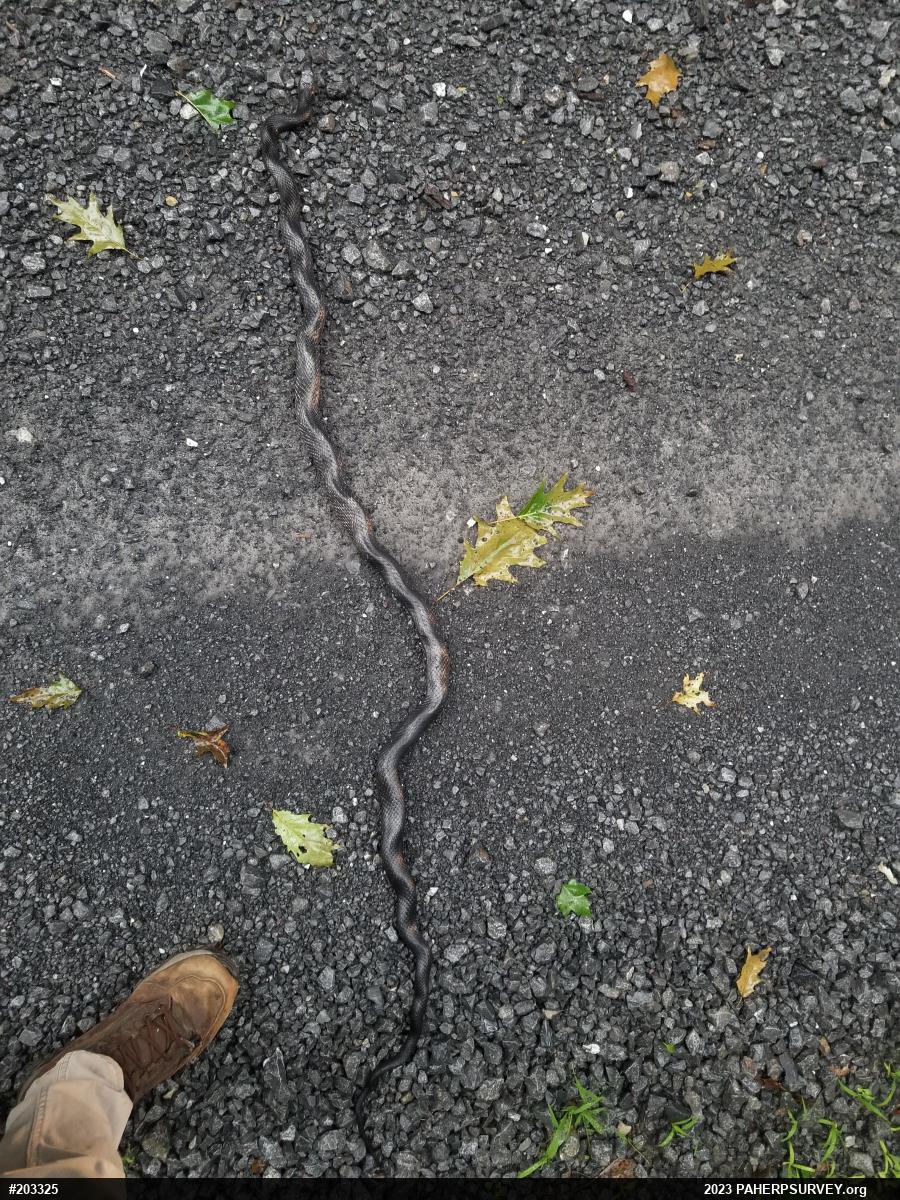 Eastern Ratsnake