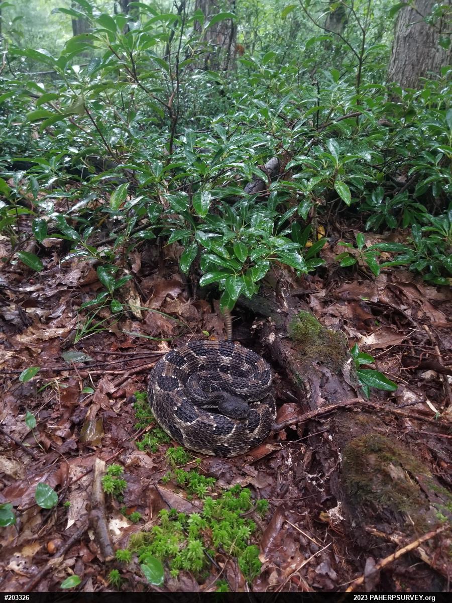 Timber Rattlesnake