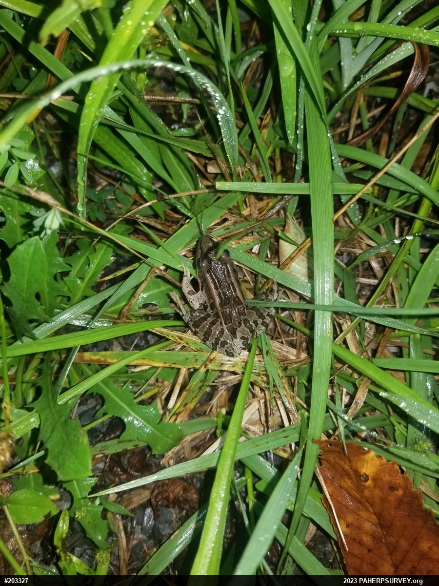 Pickerel Frog