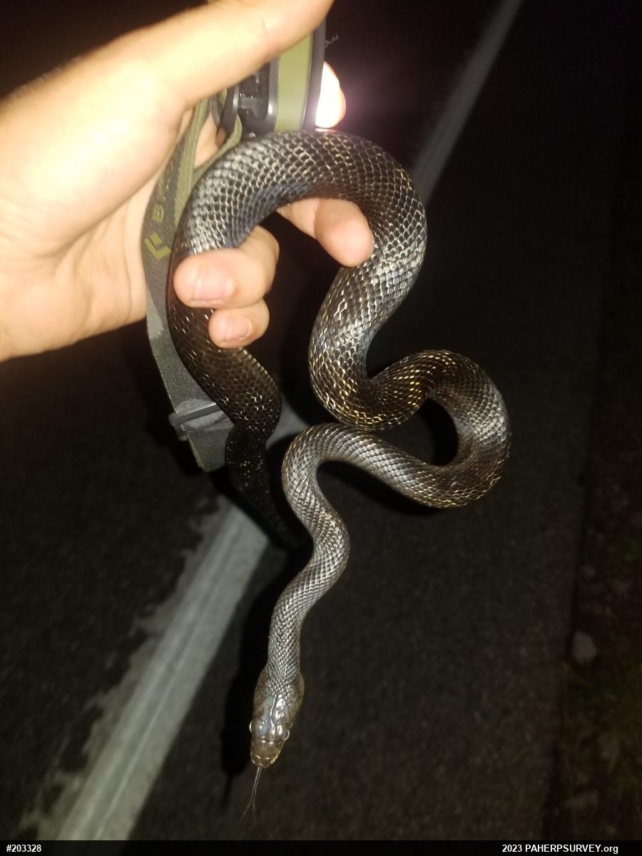Eastern Ratsnake