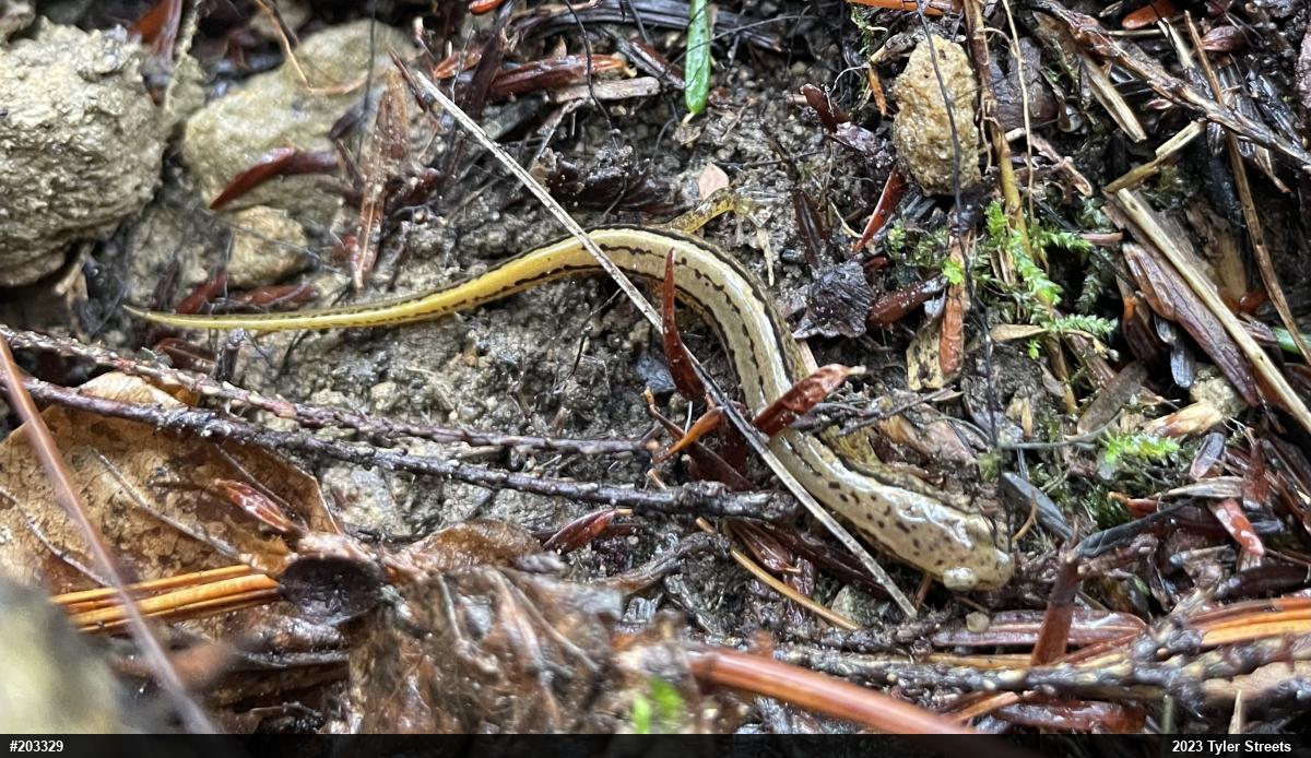Northern Two-lined Salamander