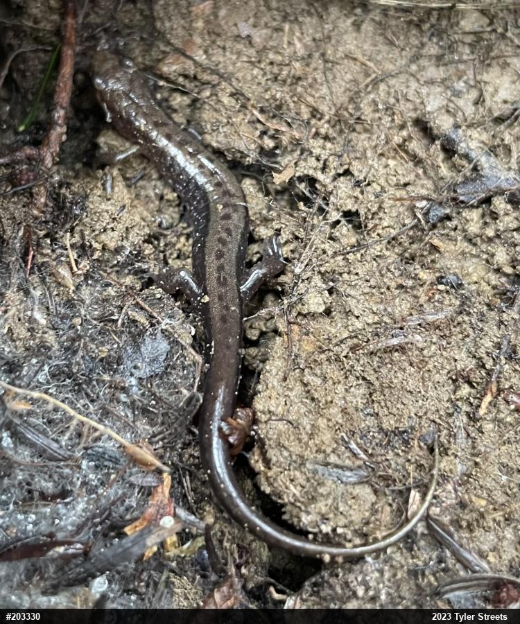 Allegheny Mountain Dusky Salamander