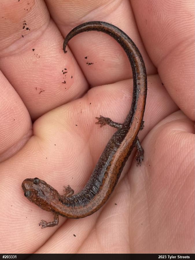 Eastern Red-backed  Salamander