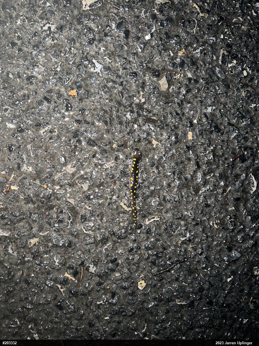 Spotted Salamander