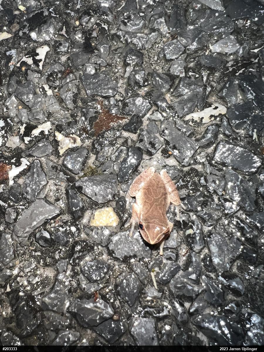Spring Peeper