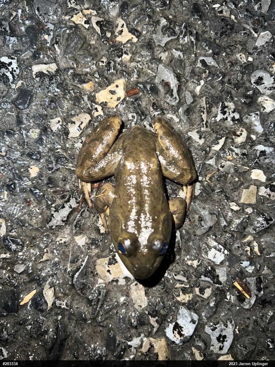 American Bullfrog