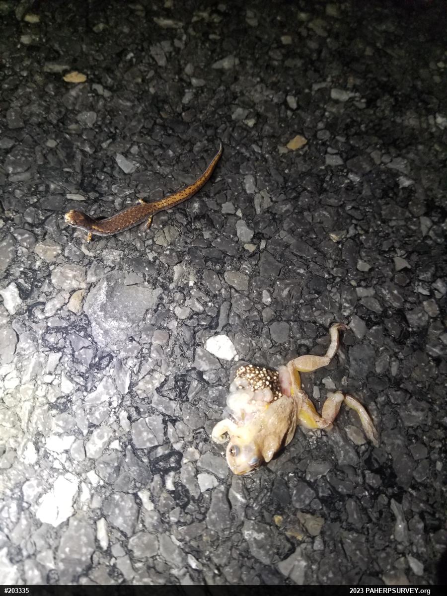 Spring Peeper