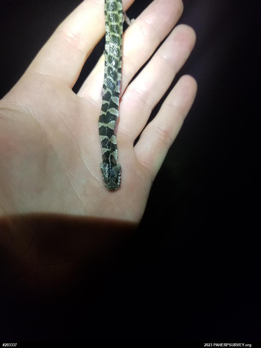 Northern Watersnake