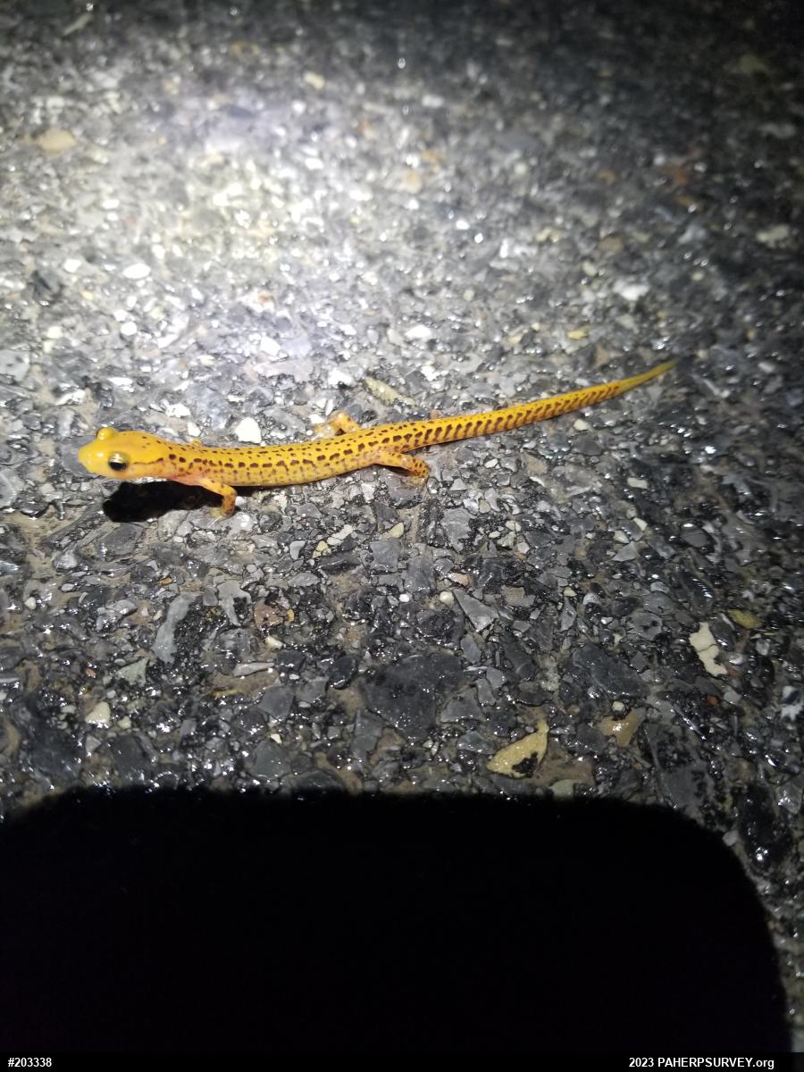 Eastern Long-tailed Salamander