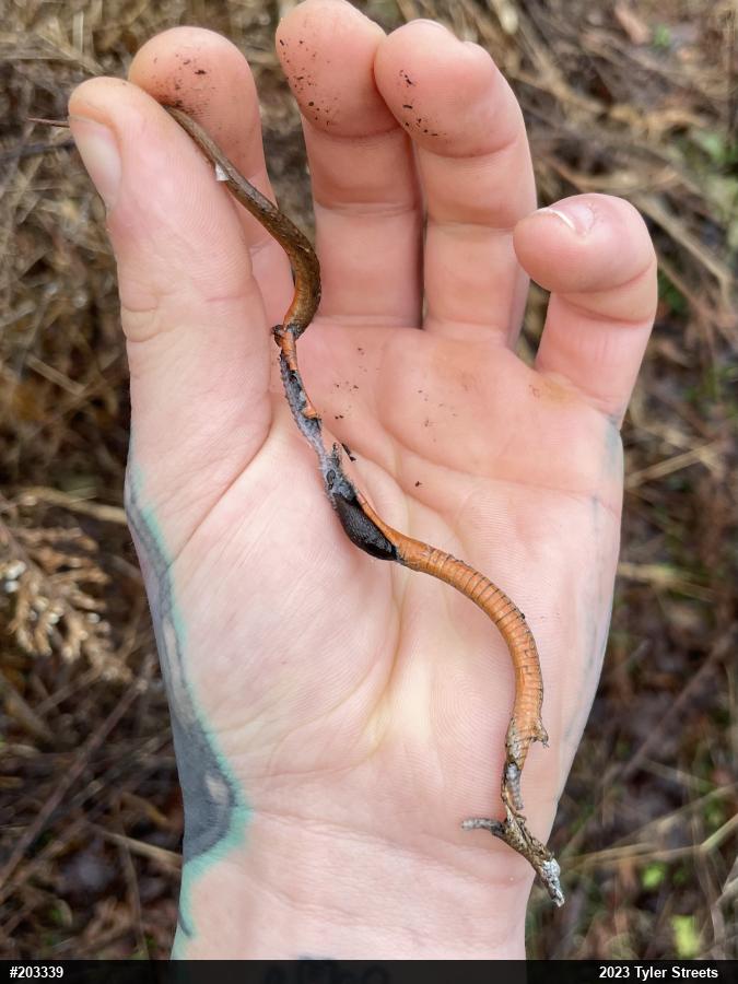 Red-bellied Snake