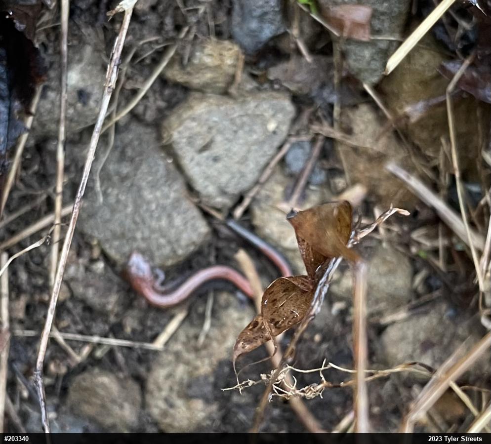 Eastern Red-backed  Salamander