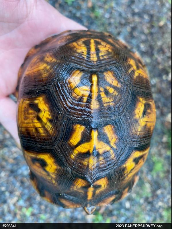 Eastern Box Turtle