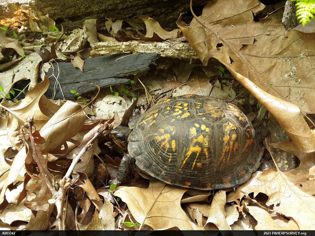Eastern Box Turtle