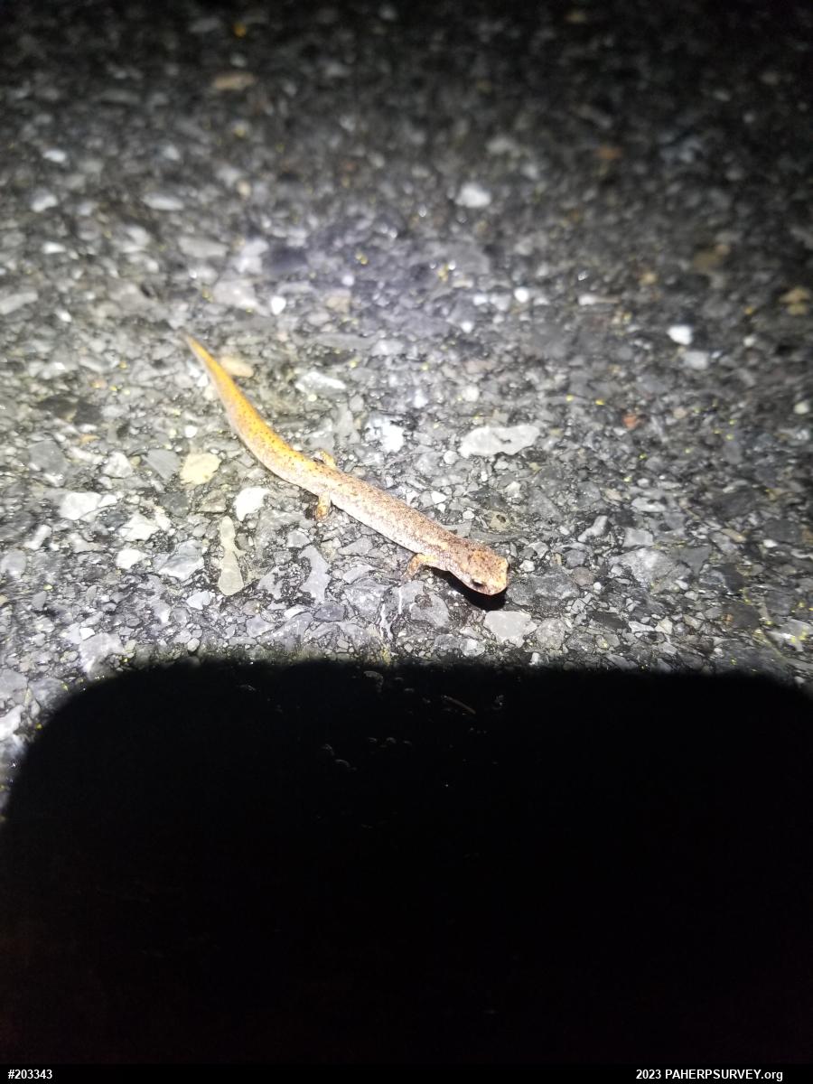 Four-toed Salamander