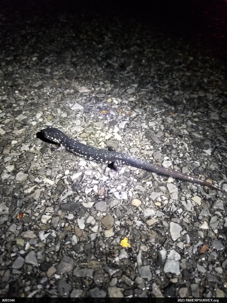 Northern Slimy Salamander