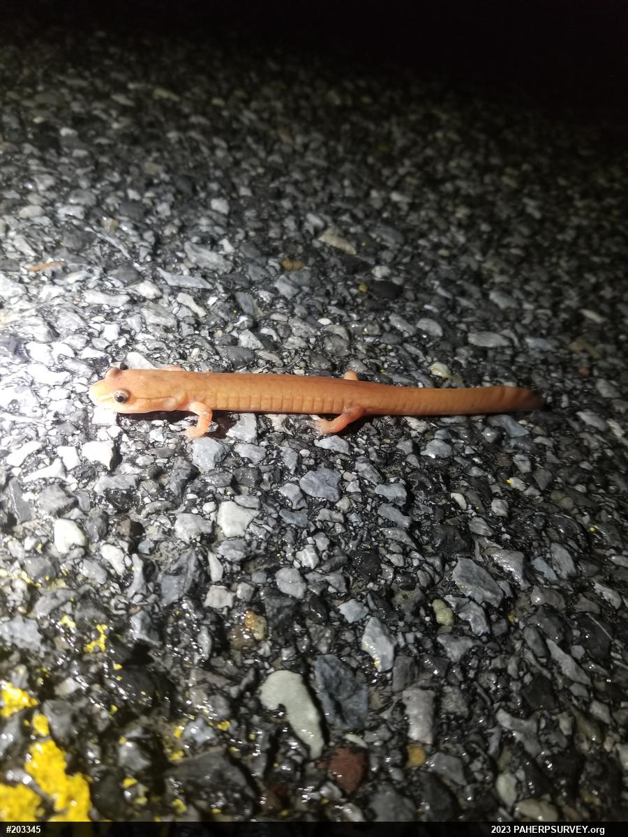 Northern Spring Salamander